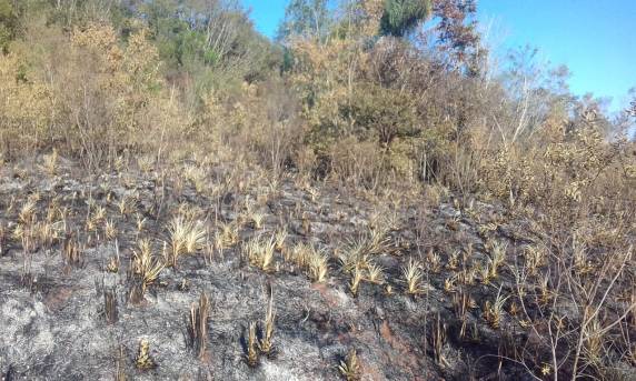 Propriedade rural é alvo de incêndio criminoso no
interior de Independência - foto 6