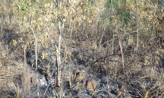 Propriedade rural é alvo de incêndio criminoso no
interior de Independência - foto 7