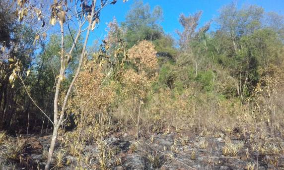 Propriedade rural é alvo de incêndio criminoso no
interior de Independência - foto 5