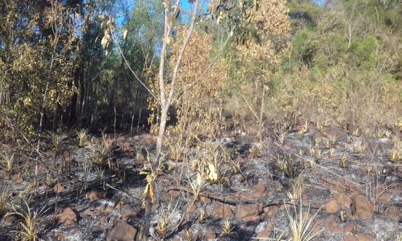 Propriedade rural é alvo de incêndio criminoso no
interior de Independência - foto 4