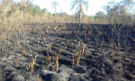 Propriedade rural é alvo de incêndio criminoso no
interior de Independência - foto 10