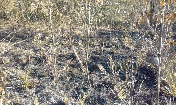 Propriedade rural é alvo de incêndio criminoso no
interior de Independência - foto 8