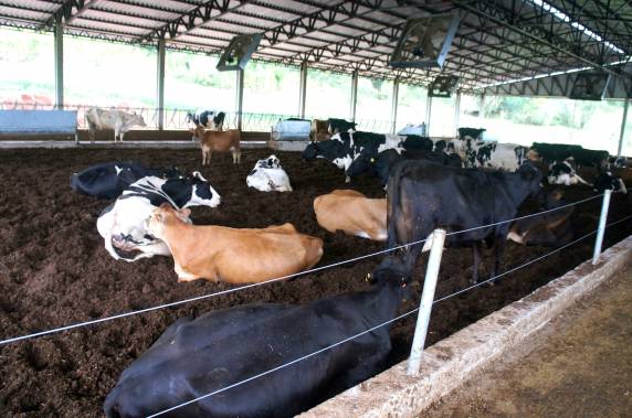 Composto Barn e a produtividade leiteira - foto 7