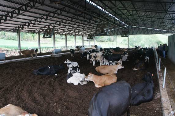 Composto Barn e a produtividade leiteira - foto 8