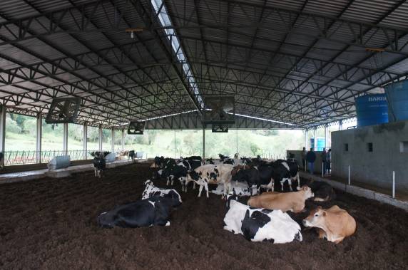 Composto Barn e a produtividade leiteira - foto 9