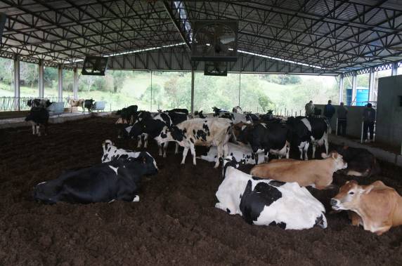 Composto Barn e a produtividade leiteira - foto 10