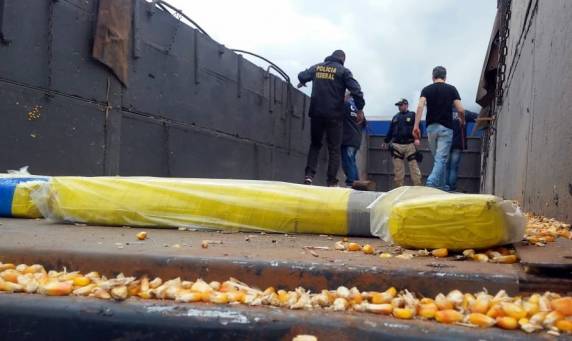 Ação conjunta PRF e PF apreende mais de 800 quilos de maconha escondida sob carga de milho no planalto
catarinense - foto 4