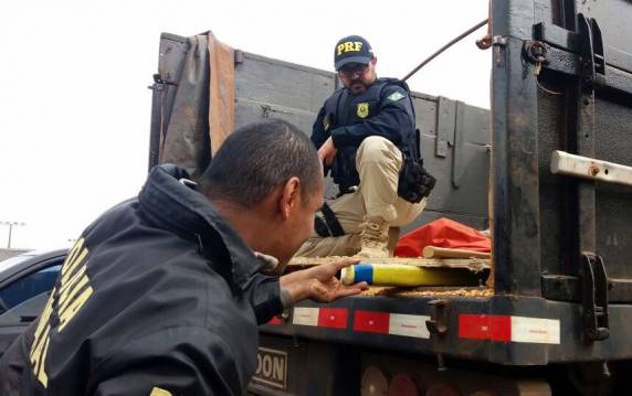 Ação conjunta PRF e PF apreende mais de 800 quilos de maconha escondida sob carga de milho no planalto
catarinense - foto 2