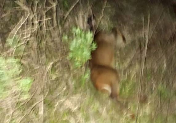Motociclista fica ferido após colidir em animal
silvestre na ERS 168, em São Luiz Gonzaga - foto 2