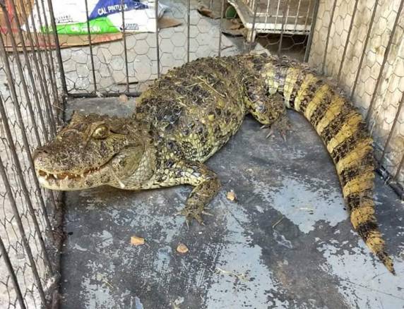 Animal passará por uma cirurgia para retirada de um anzol preso no intestino