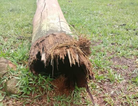 Caso ocorreu em uma propriedade de Santo Antônio das 

Missões na madrugada de domingo (30). Casal de agricultores diz que animais estavam amontoados sobre um fio de energia elétrica. Prejuízo estimado por eles é de R$ 40 mil