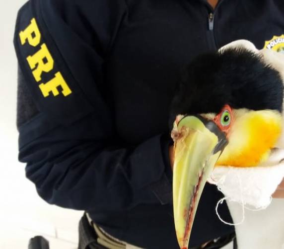 Pássaro ferido é resgatado na BR 282 em Xaxim - foto 2