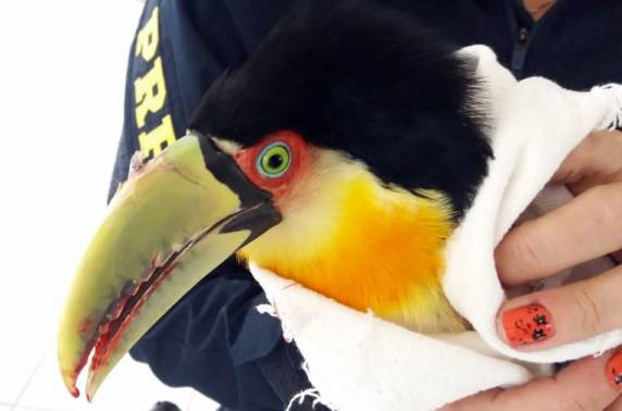 Pássaro ferido é resgatado na BR 282 em Xaxim - foto 4