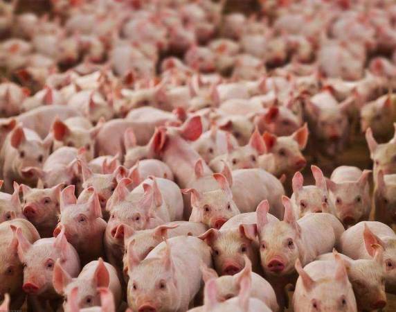 Superintendente da Alibem Alimentos S.A. será o ministrante