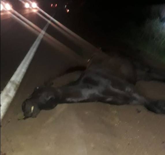 Veículo capota após atropelar um cavalo na RS 342 em Ijuí - foto 3