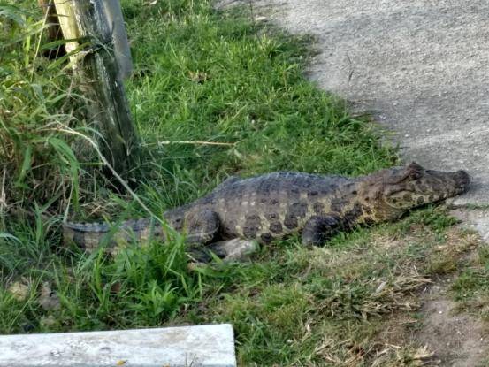 Animal de estimação teve a mandíbula quebrada pelo réptil