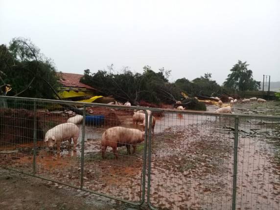 Vendaval localizado deixa rastro de destruição no interior de
Horizontina - foto 2