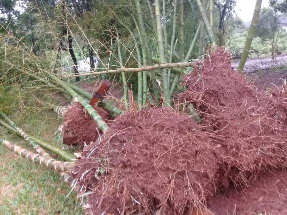 Vendaval localizado deixa rastro de destruição no interior de
Horizontina - foto 4