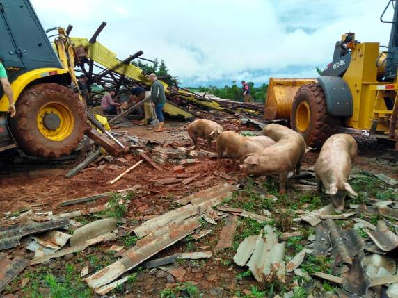 VÌDEO; chiqueiro com 850 suínos ficou destruído pelo vendaval em
Horizontina - foto 2