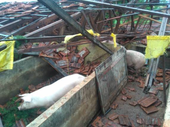 VÌDEO; chiqueiro com 850 suínos ficou destruído pelo vendaval em
Horizontina - foto 3