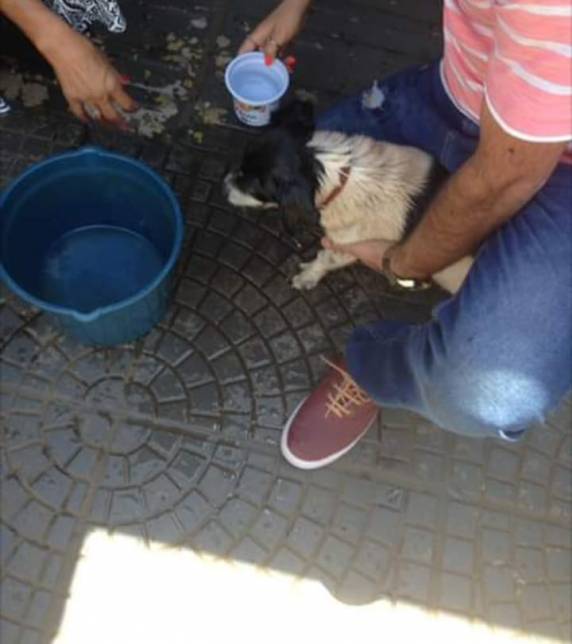 Cachorro é resgatado trancado dentro de carro sob forte calor em Santa Rosa - foto 2