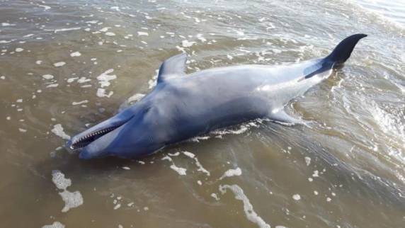 BM apreende 10 toneladas de peixes, uma tartaruga e um golfinho mortos no sul do RS - foto 3