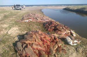 BM apreende 10 toneladas de peixes, uma tartaruga e um golfinho mortos no sul do RS - foto 2