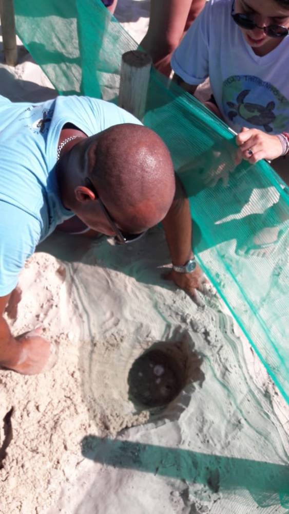 Praia tem áreas isoladas para proteger ovos de tartaruga em Bombinhas - foto 2