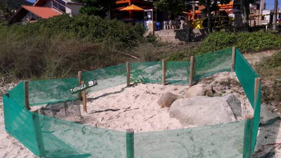 Praia tem áreas isoladas para proteger ovos de tartaruga em Bombinhas - foto 3