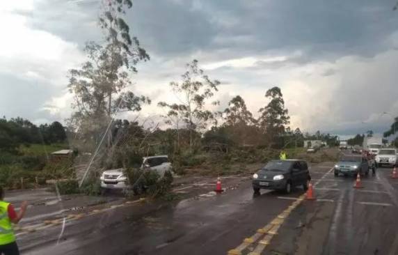 Casas e carro foram atingidas por árvores na cidade e interior