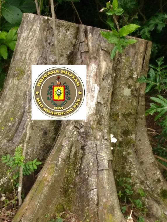 Brigada Militar registra crime ambiental em Catuípe - foto 7