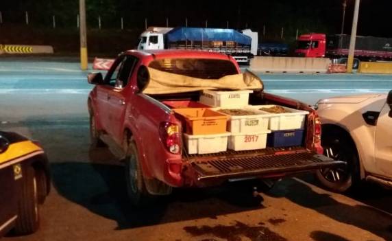Camarão pescado irregularmente é apreendido na BR 101 em Barra Velha - foto 4