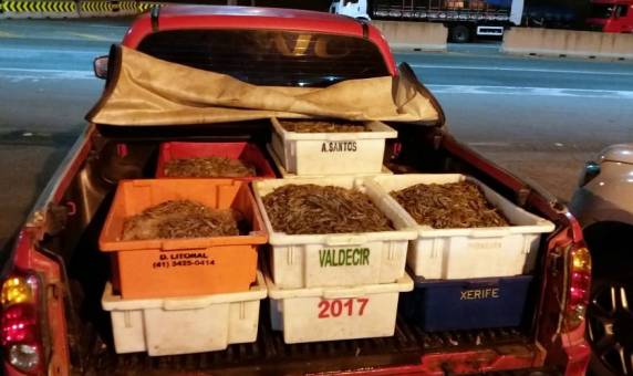Camarão pescado irregularmente é apreendido na BR 101 em Barra Velha - foto 3