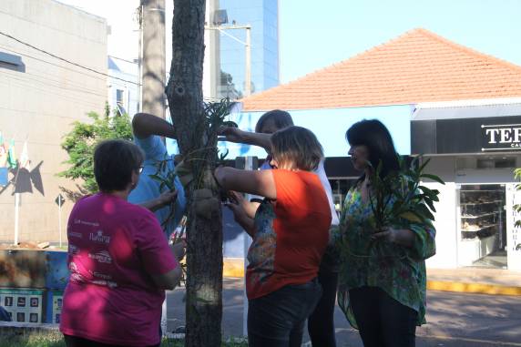 Aproximadamente 1000 mudas de orquídeas foram plantadas