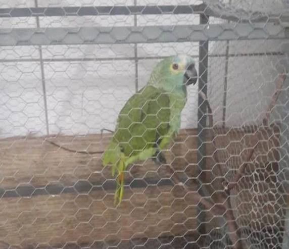 Segundo a Polícia Militar, a dona do papagaio é uma mulher conhecida como ?Índia?, que foi presa duas vezes por tráfico de drogas. Pássaro será encaminhado para o Zoobotânico de Teresina
