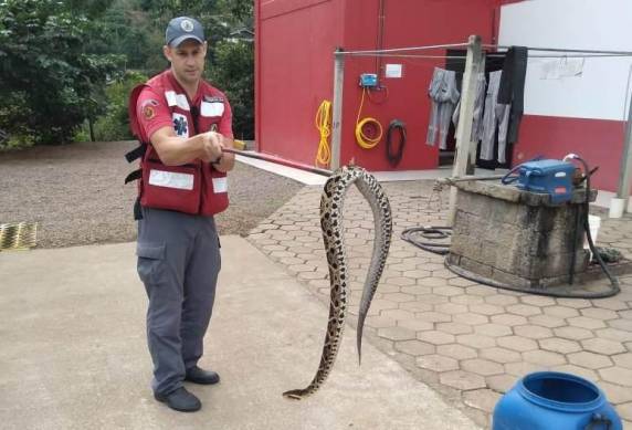 Jararaca estava no terreno da casa da vítima, no bairro Taquaras. Estado de saúde dela é estável