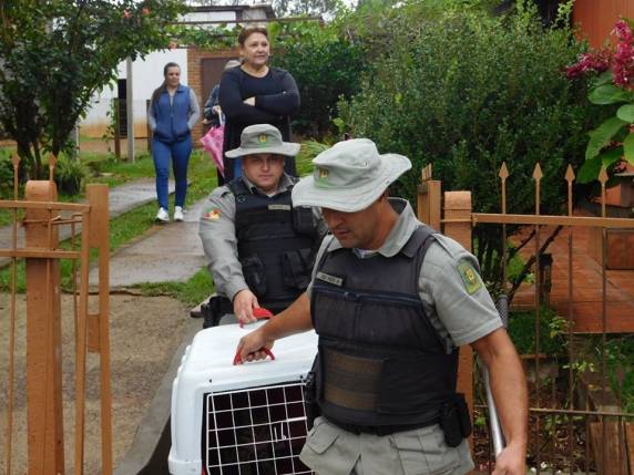 7ºRPMon de Eugênio de Castro realiza captura de Jaguatirica - foto 2