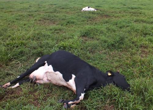 Fato ocorreu em Lajeado Guabirova