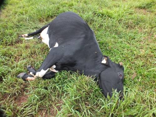 Raio mata duas vacas no interior de Crissiumal - foto 3