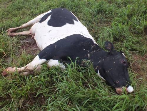 Raio mata duas vacas no interior de Crissiumal - foto 2