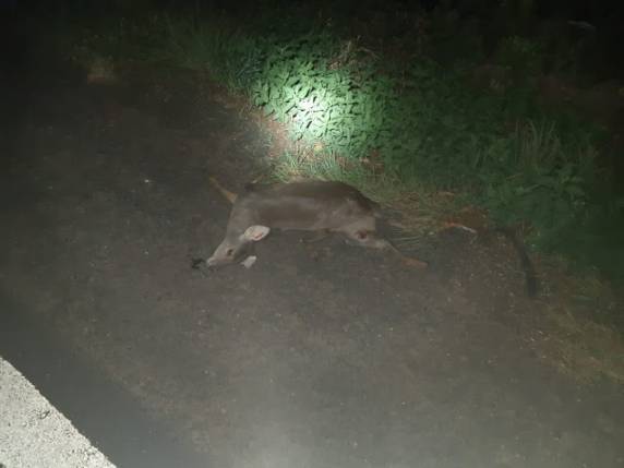PRF atende acidente envolvendo veículo da Prefeitura de São Borja que transportava pacientes - foto 2