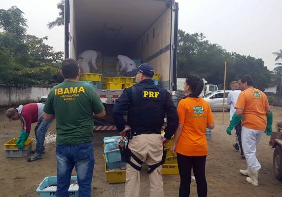 Carga de arraias ameaçadas de extinção é flagrada na BR 101 em Joinville - foto 2