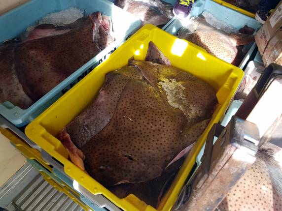 Carga de arraias ameaçadas de extinção é flagrada na BR 101 em Joinville - foto 3