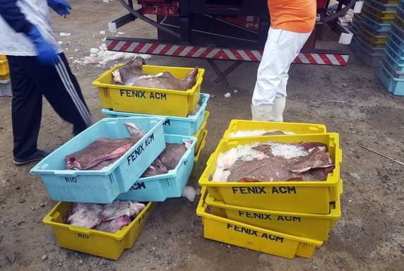 Carga de arraias ameaçadas de extinção é flagrada na BR 101 em Joinville - foto 5