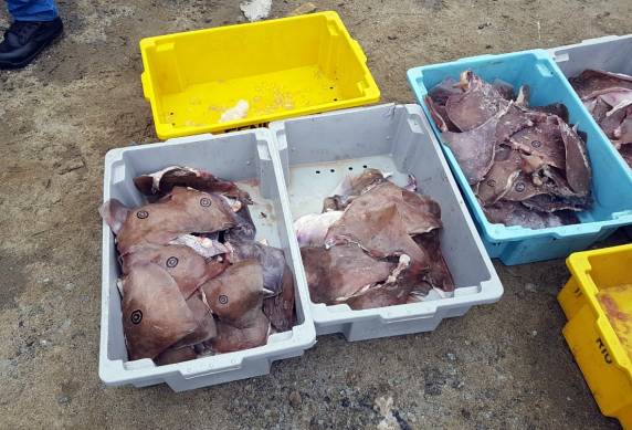 Carga de arraias ameaçadas de extinção é flagrada na BR 101 em Joinville - foto 4