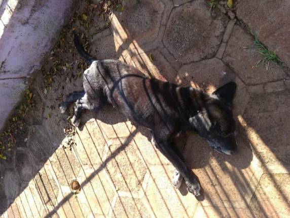 Dona do animal registrou ocorrência na delegacia da cidade. Ela diz que o cão era da raça labrador, tinha 15 anos de idade e problemas na coluna. Delegado Afonso Stangherlin admite o disparo. Ele também falou à polícia, e caso será investigado