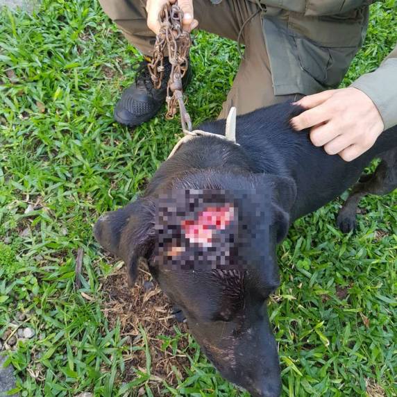 Grupo de Operações e Resgate suspeita que o cão foi atingido por paulada