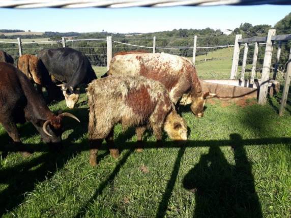 Caminhão de Passo Fundo é abandonado com 12 cabeças de gado em Lagoa Vermelha - foto 2