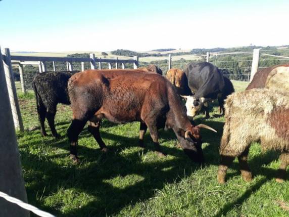 Caminhão de Passo Fundo é abandonado com 12 cabeças de gado em Lagoa Vermelha - foto 3