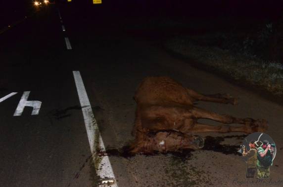 Veículo da saúde de Ronda Alta colide em animal na pista na ERS 404 em Sarandi - foto 2